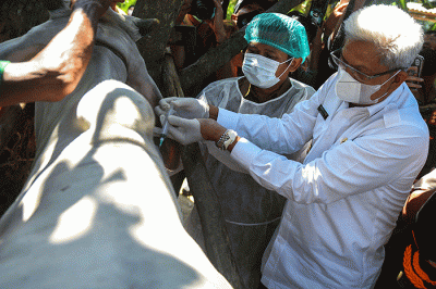 Petugas menyuntikan vaksin Penyakit Mulut dan Kuku (PMK) ke hewan ternak, guna pencegahan virus PMK di Kandang Sapi Pak Dahlan.