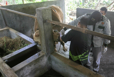 Petugas dari Dinas Pertanian dan Peternakan dan Satpol PP melakukan pemeriksaan kesehatan hewan kurban khususnya sapi di Trangkil, Gunungpati, Kota Semarang.