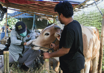 Petugas dari Dinas Pertanian dan Peternakan dan Satpol PP melakukan pemeriksaan kesehatan hewan kurban khususnya sapi di Trangkil, Gunungpati, Kota Semarang.