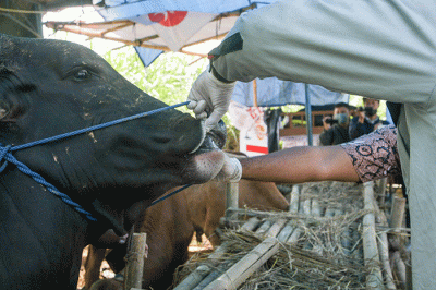 Petugas dari Dinas Pertanian dan Peternakan dan Satpol PP melakukan pemeriksaan kesehatan hewan kurban khususnya sapi di Trangkil, Gunungpati, Kota Semarang.