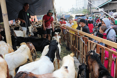 Pedagang hewan kurban melayani pembeli di kawasan Jalan Delta Kemayoran Jakarta, Sabtu (2/7/2022).