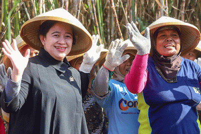 Ketua DPR Puan Maharani bersama sejumlah petani memanen tebu di Desa Mertapada Wetan, Kecamatan Astanajapura, Kabupaten Cirebon, Jawa Barat.