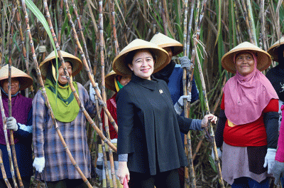 Ketua DPR Puan Maharani bersama sejumlah petani memanen tebu di Desa Mertapada Wetan, Kecamatan Astanajapura, Kabupaten Cirebon, Jawa Barat.