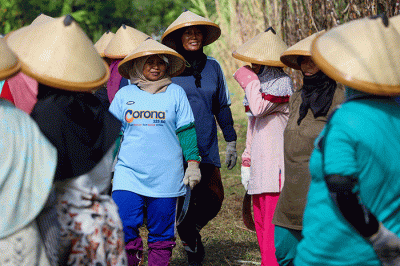 Ketua DPR Puan Maharani bersama sejumlah petani memanen tebu di Desa Mertapada Wetan, Kecamatan Astanajapura, Kabupaten Cirebon, Jawa Barat.