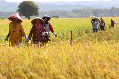 Para Petani tengah memanen padi di Cirebon, Jawa Barat, Senin (4/7/2022).