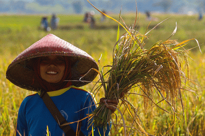 Para Petani tengah memanen padi di Cirebon, Jawa Barat, Senin (4/7/2022).