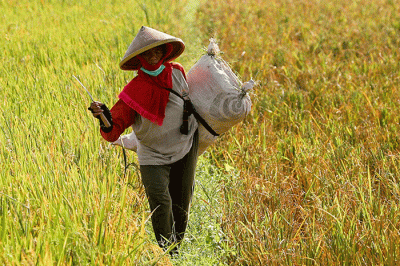 Para Petani tengah memanen padi di Cirebon, Jawa Barat, Senin (4/7/2022).