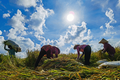 Para Petani tengah memanen padi di Cirebon, Jawa Barat, Senin (4/7/2022).
