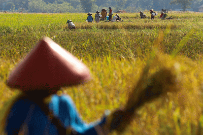 Para Petani tengah memanen padi di Cirebon, Jawa Barat, Senin (4/7/2022).