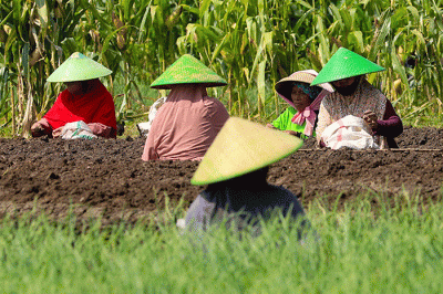 Petani saat menanam bawang merah di Larangan, Brebes, Jawa Tengah, Selasa (5/7/2022).