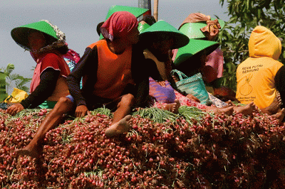 Petani saat menanam bawang merah di Larangan, Brebes, Jawa Tengah, Selasa (5/7/2022).