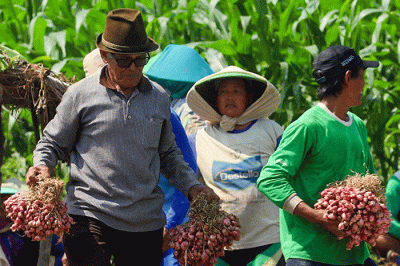 Petani saat menanam bawang merah di Larangan, Brebes, Jawa Tengah, Selasa (5/7/2022).