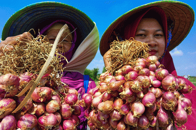 Petani saat menanam bawang merah di Larangan, Brebes, Jawa Tengah, Selasa (5/7/2022).