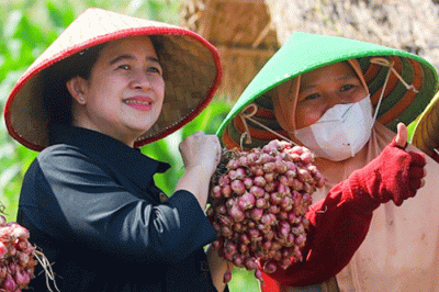 Ketua DPR RI Puan Maharani saat menanam bawang merah bersama para petani serta berdialog di Desa Larangan, Brebes, Selasa (5/7/2022).