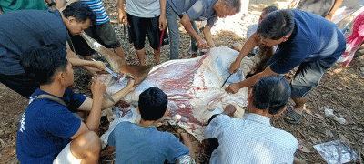 Sejumlah warga memotong daging hewan kurban di kawasan Pedurenan, Kota Bekasi, Jawa Barat, Minggu (10/7/2022).