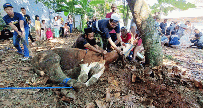 Sejumlah warga memotong daging hewan kurban di kawasan Pedurenan, Kota Bekasi, Jawa Barat, Minggu (10/7/2022).