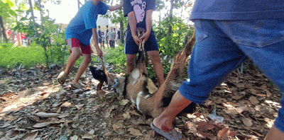 Sejumlah warga memotong daging hewan kurban di kawasan Pedurenan, Kota Bekasi, Jawa Barat, Minggu (10/7/2022).