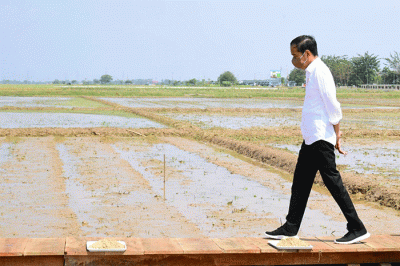 Presiden Joko Widodo meninjau langsung Balai Besar Penelitian Tanaman Padi (BBPadi) di Kabupaten Subang, Jawa Barat, Selasa (12/7/2022).