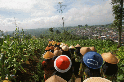 Para petani mengikuti tradisi wiwitan mengawali proses panen di lereng Gunung Prau tepatnya di Desa Tempelsari Kecamatan Tretep, Kabupaten Temanggung.