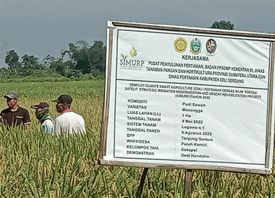 Program SIMURP merupakan salah satu program andalan Kementan melalui penerapan teknologi andalannya yaitu, Climate Smart Agriculture (CSA).