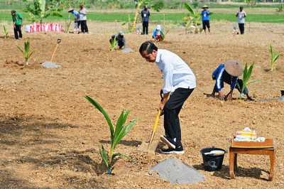 Presiden Joko Widodo menanam pohon kelapa genjah yang ditanamnya di lahan pertanian Giriroto, Ngemplak, Boyolali, Jawa Tengah, Kamis (11/8/2022).