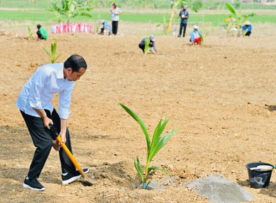 Presiden Joko Widodo menanam pohon kelapa genjah yang ditanamnya di lahan pertanian Giriroto, Ngemplak, Boyolali, Jawa Tengah, Kamis (11/8/2022).
