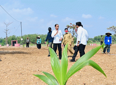 Presiden Joko Widodo menanam pohon kelapa genjah yang ditanamnya di lahan pertanian Giriroto, Ngemplak, Boyolali, Jawa Tengah, Kamis (11/8/2022).