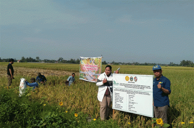 Kegiatan ini dilakukan untuk menggali potensi, masalah, dan hambatan yang ditemui oleh para petani dalam melaksanakan kegiatan usahatani.