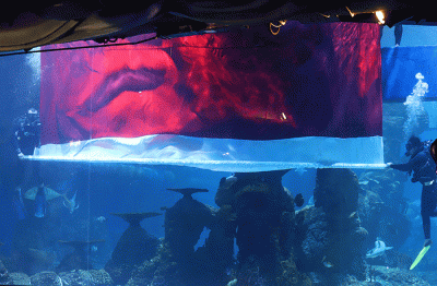 Penyelam melakukan prosesi pengibaran bendera raksasa di Jakarta Aquarium & Safari (JAQS), Jakarta, Rabu (17/8/2022).