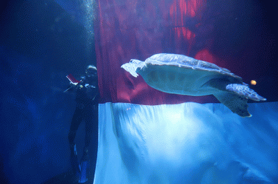 Penyelam melakukan prosesi pengibaran bendera raksasa di Jakarta Aquarium & Safari (JAQS), Jakarta, Rabu (17/8/2022).