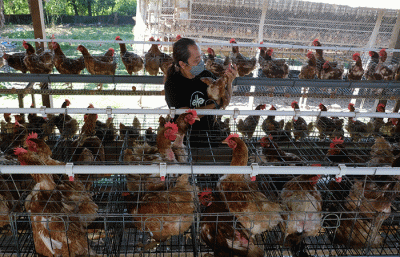 Pekerja mengumpulkan telur di sentra peternakan ayam petelur omega3 di Ella's Farm Ellabayao, Kabupaten Gowa, Minggu (21/8/2022).