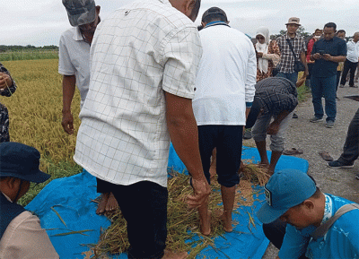 Demplot atau Demontration Plot adalah metode penyuluhan pertanian yang ditujukan kepada petani dengan cara membuat lahan percontohan.