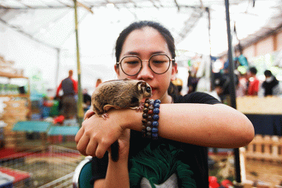 Pedagang menunjukkan kelinci dalam Pameran Flora & Fauna 2022 di Taman Lapangan Banteng, Jakarta, Minggu (28/8/2022).