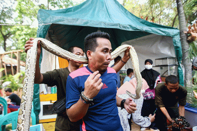 Pedagang menunjukkan kelinci dalam Pameran Flora & Fauna 2022 di Taman Lapangan Banteng, Jakarta, Minggu (28/8/2022).