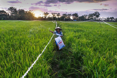 Petani menaburkan pupuk di areal persawahan Kabupaten Gowa, Sulawesi Selatan, Minggu (4/9/2022).