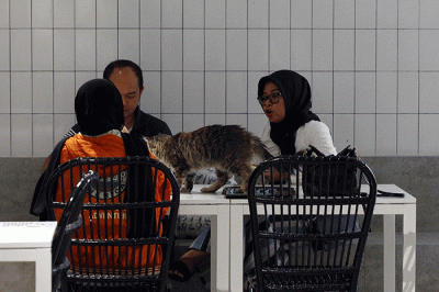 Pengunjung bermain dengan kucing sambil menikmati makanan di Kafe Pecinta Kucing BSD Serpong, Tangerang Selatan, Banten, Kamis (8/9/2022).