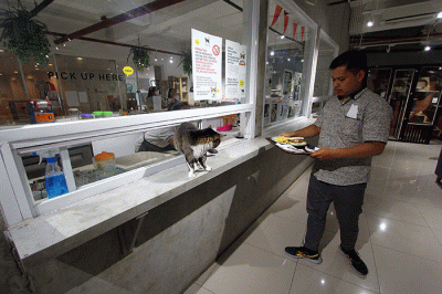Pengunjung bermain dengan kucing sambil menikmati makanan di Kafe Pecinta Kucing BSD Serpong, Tangerang Selatan, Banten, Kamis (8/9/2022).