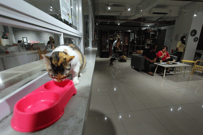Pengunjung bermain dengan kucing sambil menikmati makanan di Kafe Pecinta Kucing BSD Serpong, Tangerang Selatan, Banten, Kamis (8/9/2022).