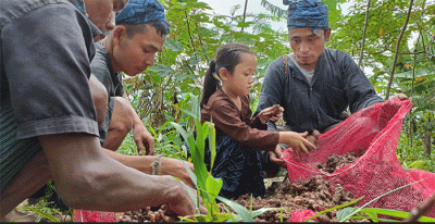 Hasil panen tersebut meningkat 100% dari panen perdana pada 20 Oktober 2021 yang menghasilkan 16 ton jahe merah yang juga dipasok ke PT Bintang Toedjoe.