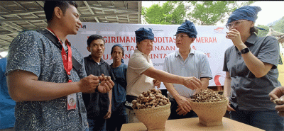 Hasil panen tersebut meningkat 100% dari panen perdana pada 20 Oktober 2021 yang menghasilkan 16 ton jahe merah yang juga dipasok ke PT Bintang Toedjoe.