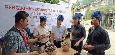 Hasil panen tersebut meningkat 100% dari panen perdana pada 20 Oktober 2021 yang menghasilkan 16 ton jahe merah yang juga dipasok ke PT Bintang Toedjoe.