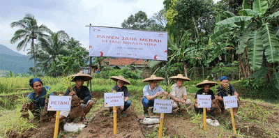 Hasil panen tersebut meningkat 100% dari panen perdana pada 20 Oktober 2021 yang menghasilkan 16 ton jahe merah yang juga dipasok ke PT Bintang Toedjoe.