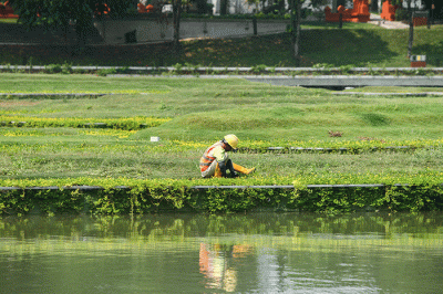 Pekerja melakukan perawatan area Keong Mas di Taman Mini Indonesia Indah, Jakarta Timur, Rabu (28/9/2022).