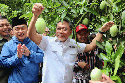 Menteri Perdagangan Zulkifli Hasan melakukan panen raya perkebunan mangga dan melepas ekspor perdana mangga Indramayu mendunia, Kamis (13/10/2022).