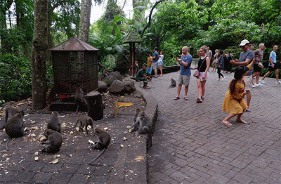 Sejumlah wisatawan asing mengabadikan momennya bersama kawanan monyet di Monkey Forest Ubud atau Mandala Suci Wenara Wana, Kabupaten Gianyar, Bali.