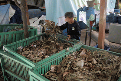 Pekerja mengolah sampah organik di Sekretariat Gerakan Ciliwung Bersih, kawasan Karet Bivak, Jakarta, Sabtu (22/10/2022).