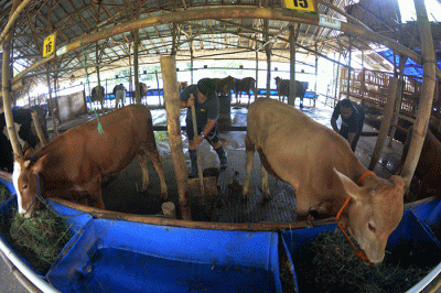 Aktivitas sejumlah peternak dan mahasiswa magang di tempat pengembangan biogas yang dikelola oleh Kelompok Peternak Sapi JSN Cengkir Gading.