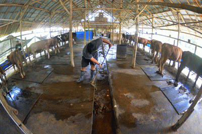 Aktivitas sejumlah peternak dan mahasiswa magang di tempat pengembangan biogas yang dikelola oleh Kelompok Peternak Sapi JSN Cengkir Gading.