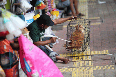 Para pedagang saat menunggu pembeli di pasar hewan Barito, Kebayoran Lama, Jakarta, Selasa (25/10/2022).