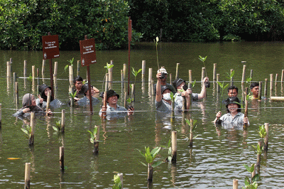 Penanaman pohon mangrove di Taman Wisata Alam Mangrove Angke, Kapuk, Jakarta, Selasa (1/11/2022).